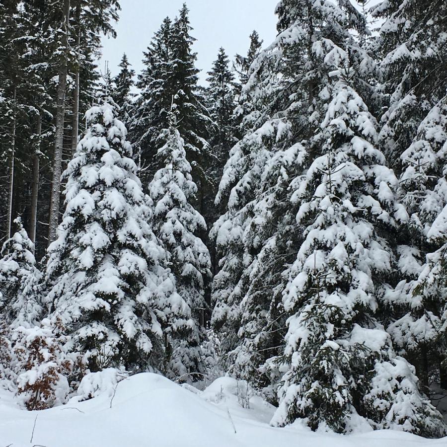 Fewo Harzromantik Braunlage Exteriér fotografie